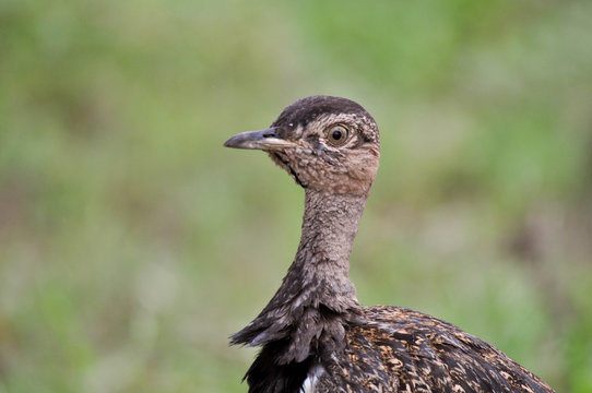 Black Bellied Bustard