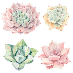 Watercolor vintage succulents set