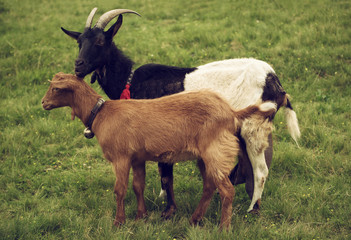 Fototapeta premium Two grazing goats at green meadow, natural agriculture background