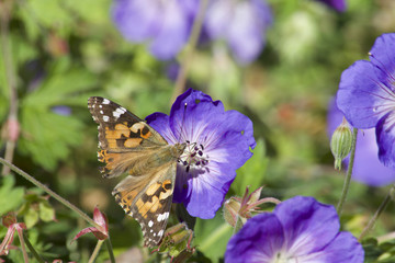 Painted Lady Butterfly 2