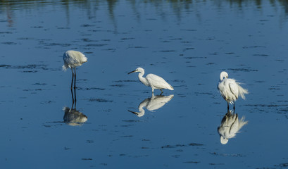 Three white little egrets standing on the water