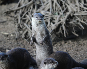 Asian small clawed otter