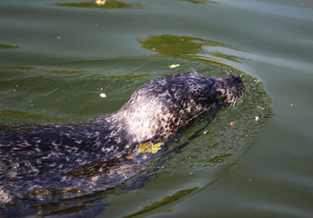 Naklejka premium Harbor seal