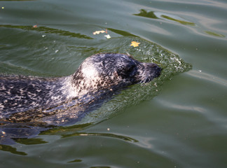 Naklejka premium Harbor seal
