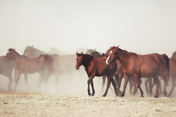 plain with beautiful horses in sunny summer day in Turkey. Herd of thoroughbred horses. Horse herd...