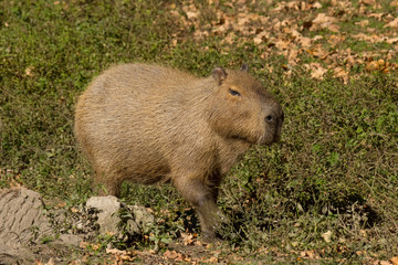 Capibara o maiale d'acqua