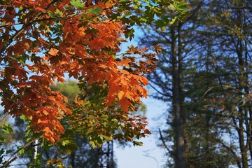 Beautiful Yellowed leaves on an autumn tree