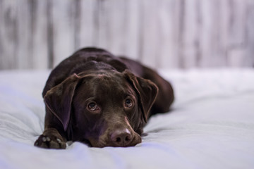 Chocolate Lab on White Bed