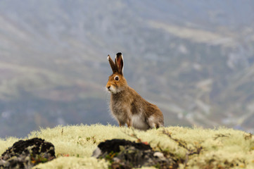 Lepus timidus