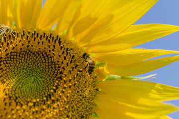 Naklejka premium Honeybee collects pollen from sunflower