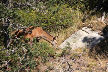young red deer in Pyrenees, Cervus elaphus