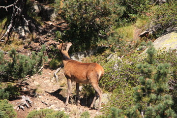 Naklejka na ściany i meble young red deer in Pyrenees, Cervus elaphus