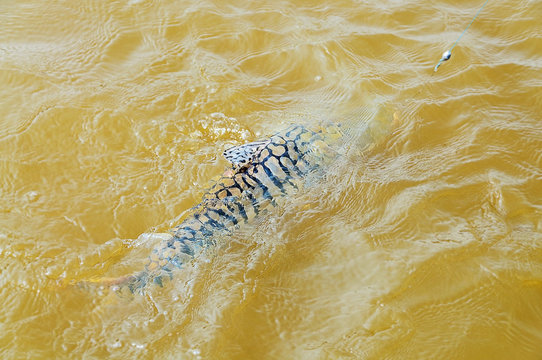 Fish with black stripes known as Cachara
