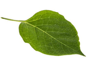 Leaves of black nightshade, lat. Solanum nígrum, poisonous plant, isolated on white background