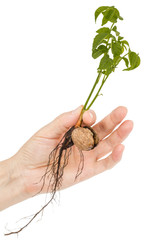 Female hand holds  seedling of a walnut, isolated on white background