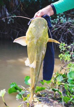 Hands of a fisherman holding a fish known as Jau
