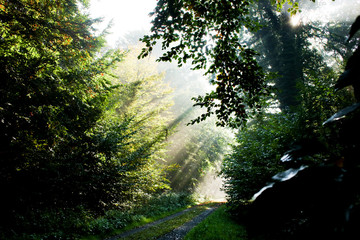 Fototapeta na wymiar Lichtstrahlen im Wald