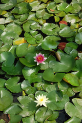Water Lily 