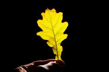 Oak leaf in the hand of a man on a black background