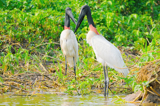 Tuiuiu birds over some plants on the margins of a river