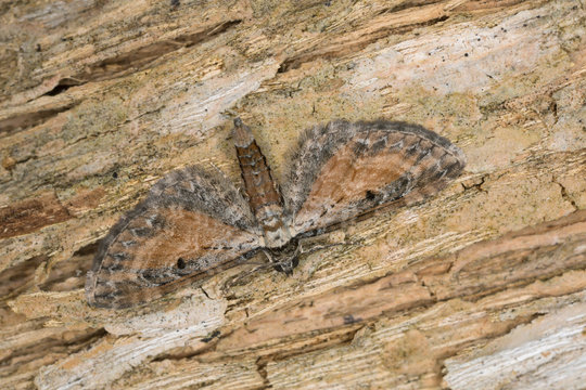 Tawny speckled pug, Eupithecia icterata on lilac wood