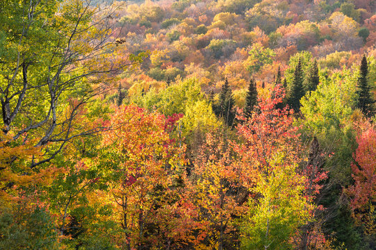 Fall colours in the Eastern Townships in Quebec, Canada.