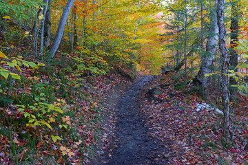 Autumn foliage with red, orange and yellow fall colors in a Northeast forest 