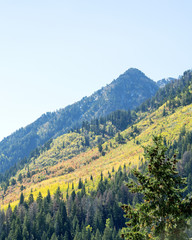 Changing Autumn Leaves in the Mountains of Northern Utah