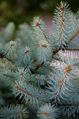 Naklejka na ściany i meble Close up of fir tree brunches; selective focus.