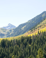 Changing Autumn Leaves in the Mountains of Northern Utah