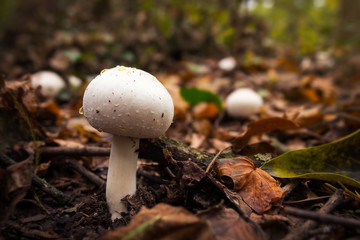 Mushroom in the forest