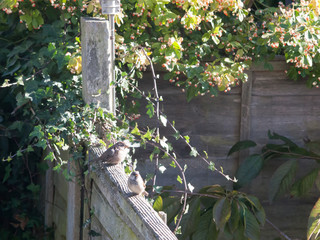 sparrows and garden birds resting on wooden fence outside