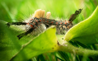 Caterpirallar of moth on leaves.