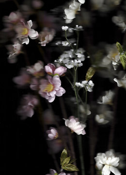 Flowers. Scanography