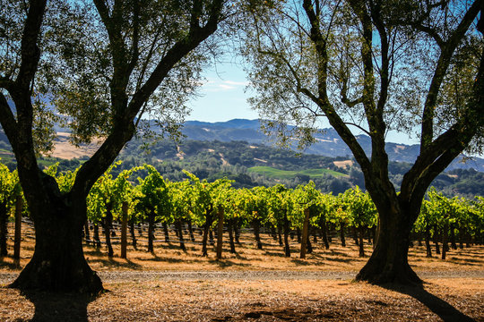 Rolling Hills Of California Wine Country