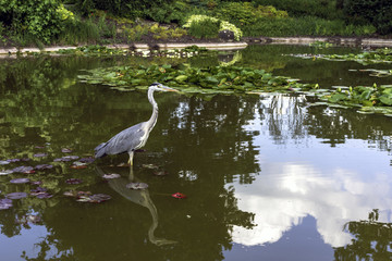 Wild heron on hunt / United Kingdom