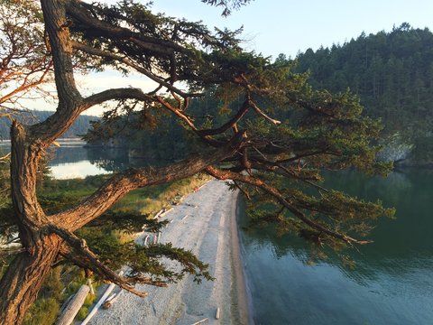 Madrona Tree View