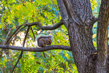 Little squirrel on walnut tree in Autumn park.