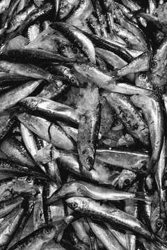 Sardines in b&w