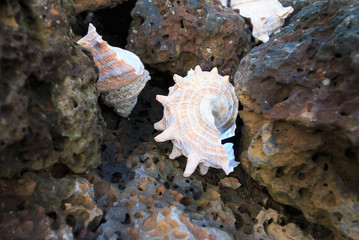 Conch shell on the basalt rock