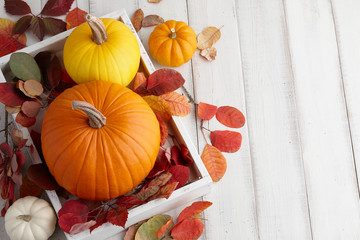 Autumn pumpkins and colorful leaves decorations for Halloween and Thanksgiving holidays