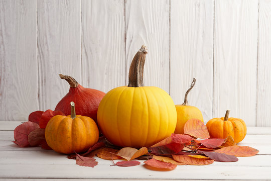 Colorful pumpkins and gourds for Halloween and Thanksgiving, holiday decoration