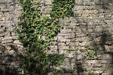 Brick wall with plant background (Urbino, Italy)