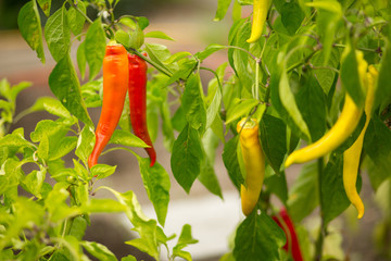 Growing colorful peppers