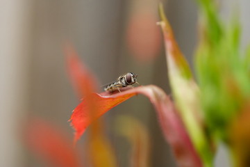 Resting Hoverfly