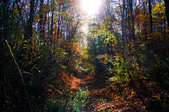 Beautiful colorful autumn forest full of trees and bright sunlight,