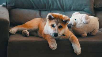 Puppy Akita Inu