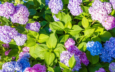 Nice coloured hydrangea flower