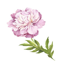 Image of Peony flower. Hand draw watercolor illustration.