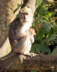 Female monkey holding baby on her lap. 